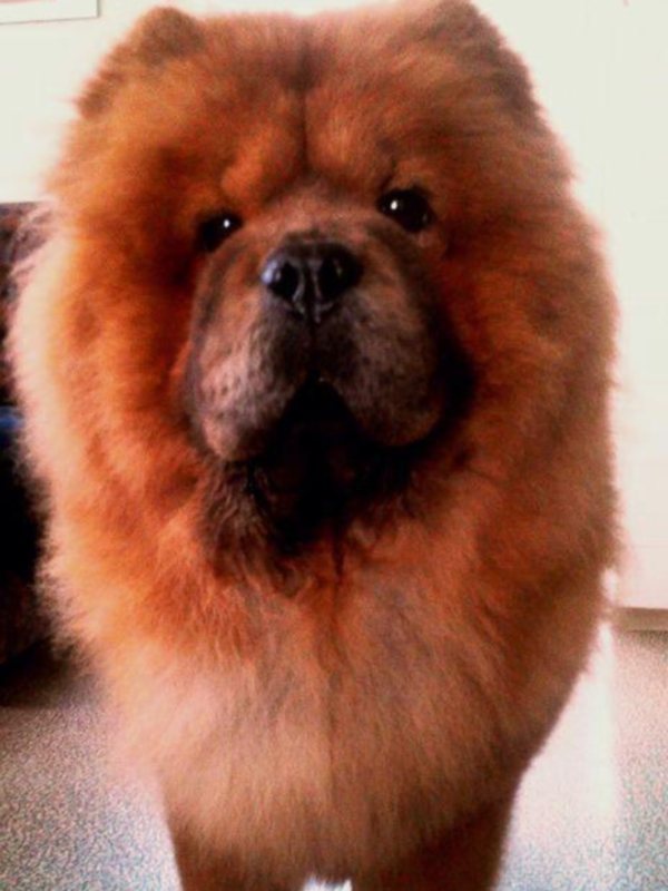 Izgubil se je chow chow
