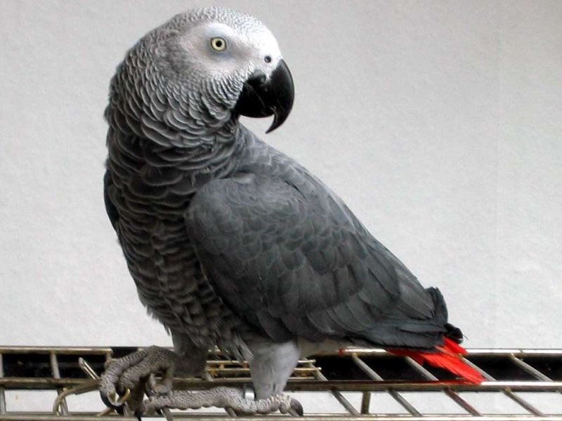 Izgubil se je Jacky