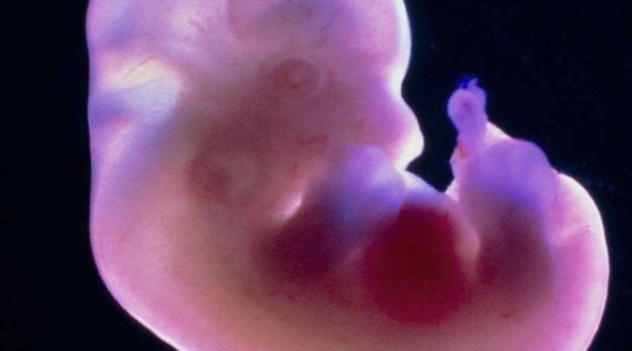embrij, embrio, zarodek, podganji zarodek,