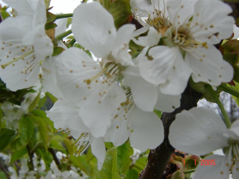  Češnjev cvet