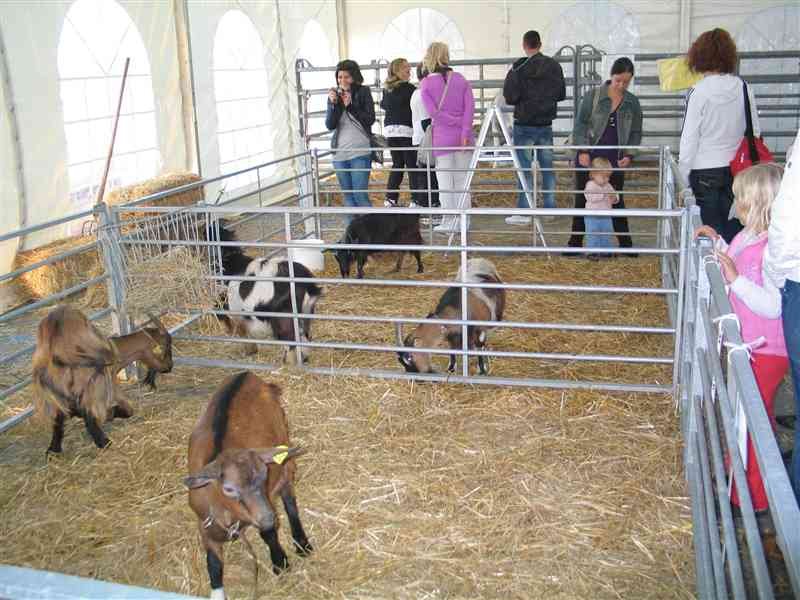 V Kopru pestro za vikend