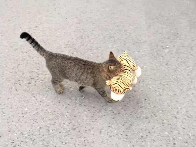 Slovenski maček postal zvezda!