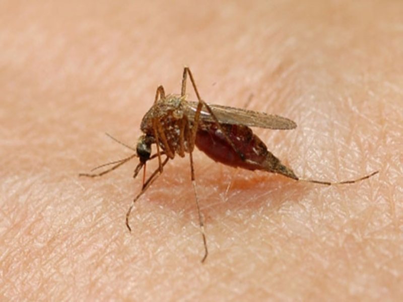 Virus prihaja