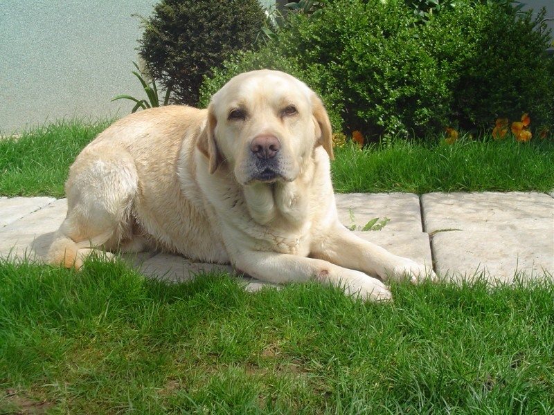 Najden labradorec