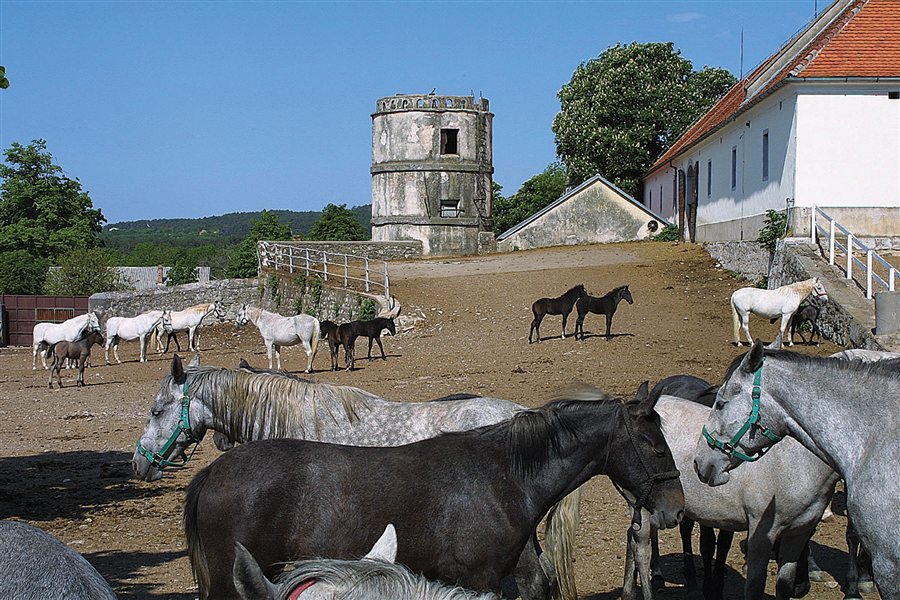 Germič o Lipicancih