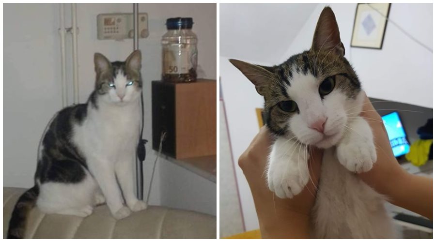 V Izoli se je izgubil muc Moris! Ste ga videli?
