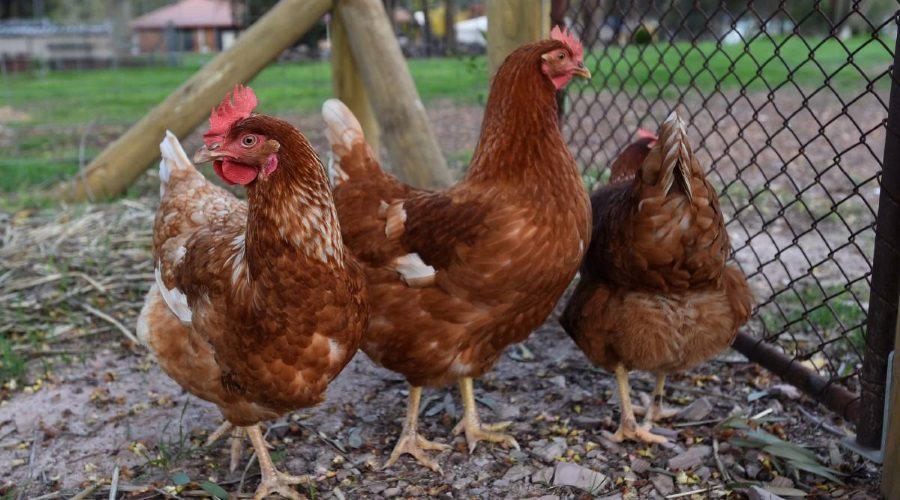 Ukrajinci na obisku: Obiskali Ptuj in si ogledali perutnino ter kurnike