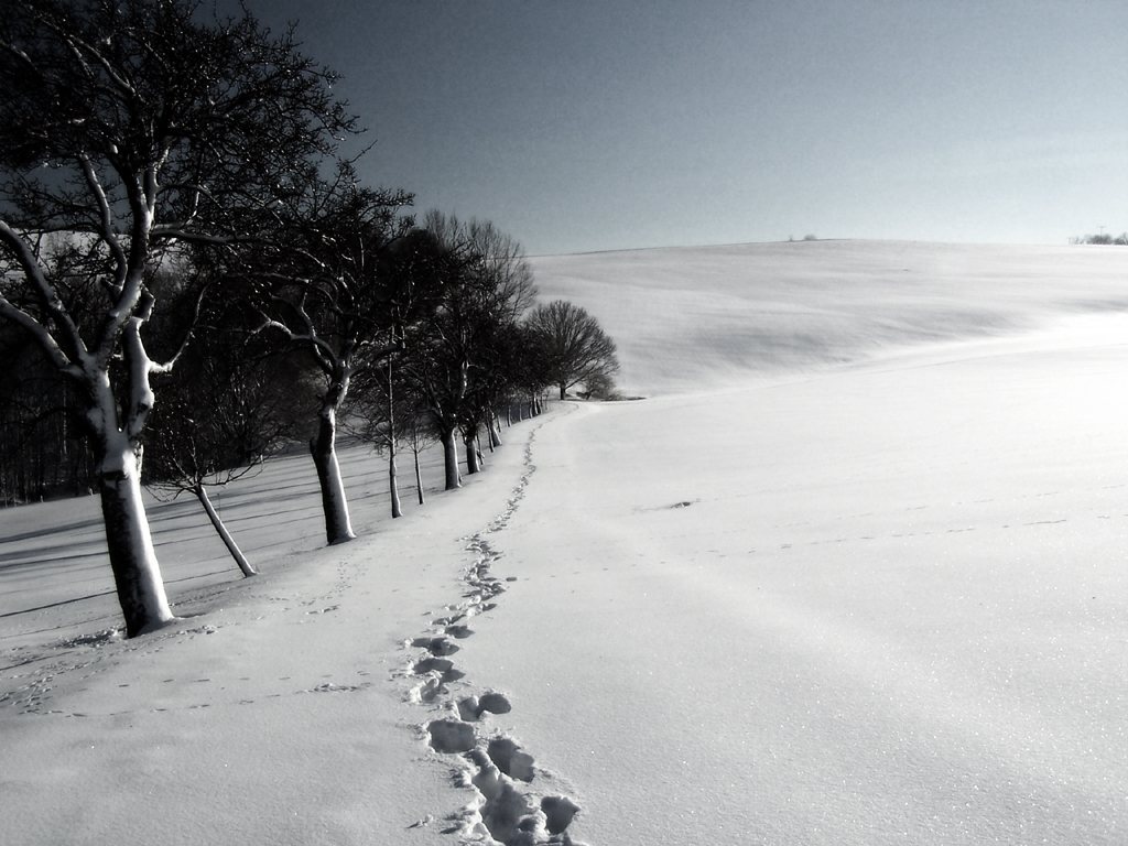 Naučite se brati sledi v snegu