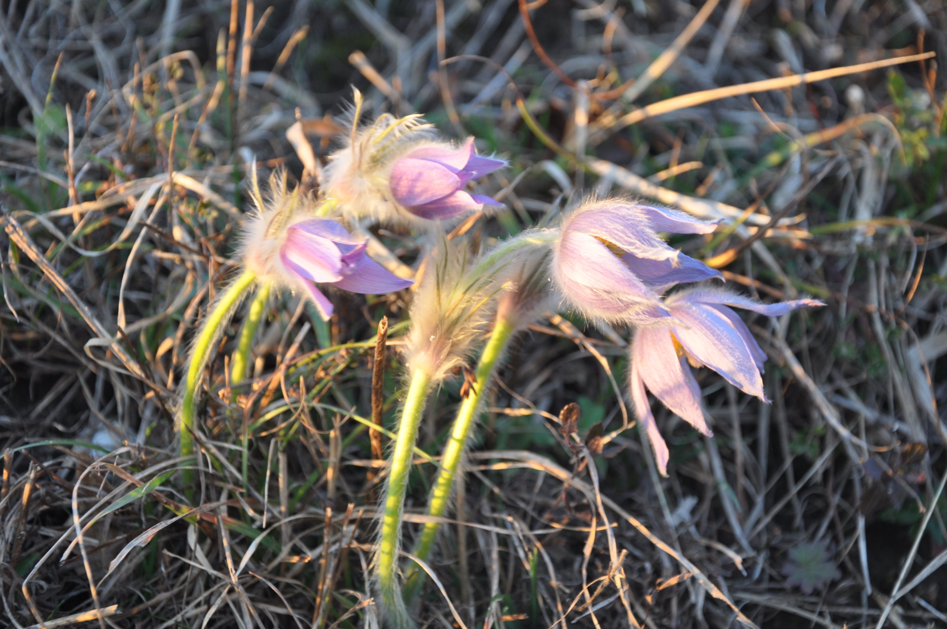 Velikonočnica na Ponikvi že cveti