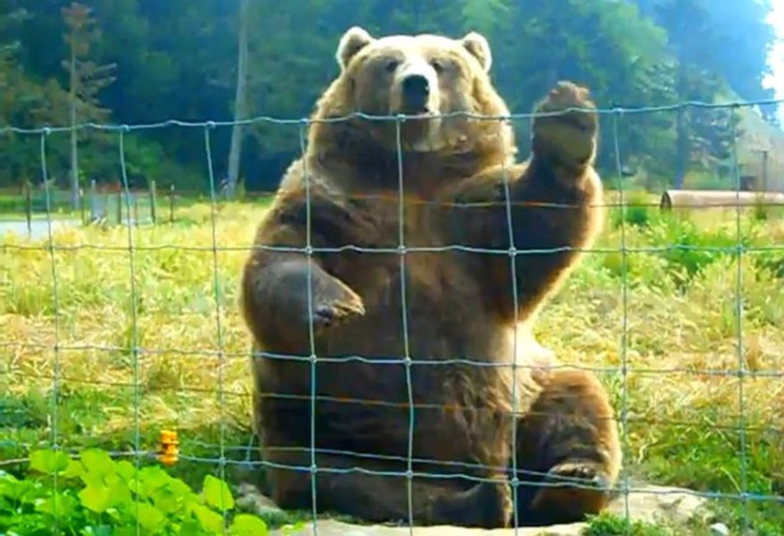 Najbolj vljuden medved na svetu