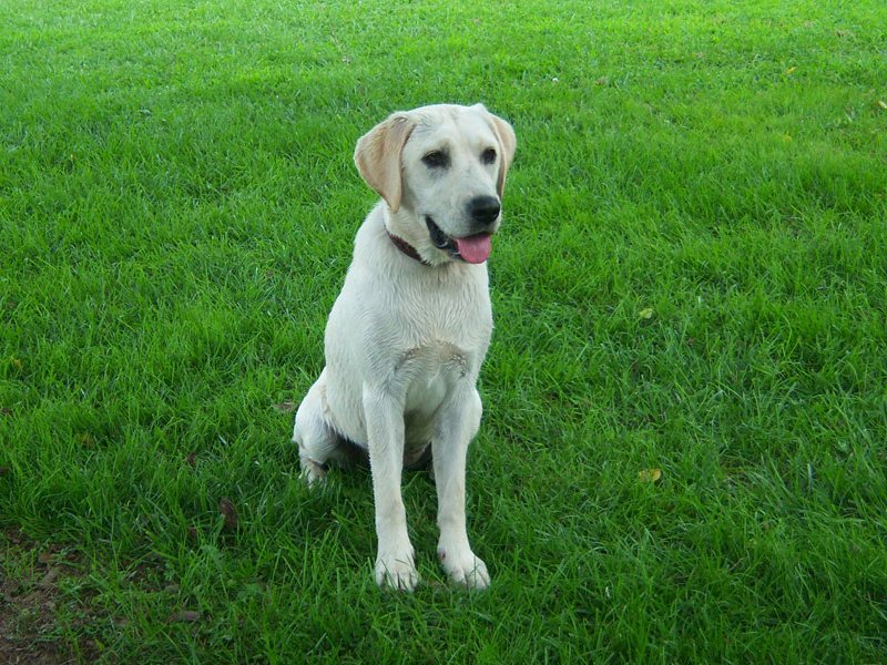 Izgubljeni labradorec